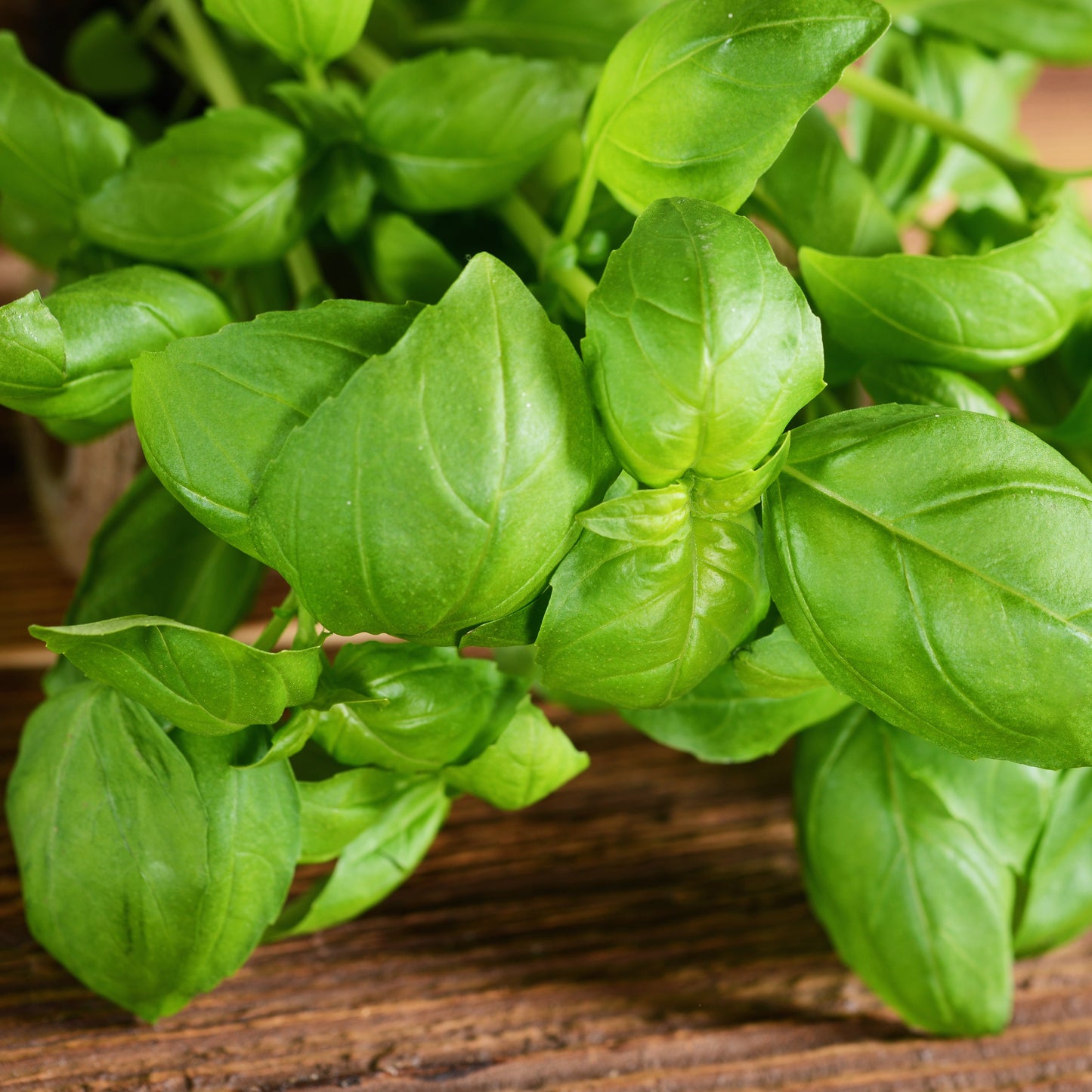 Basil Infused Olive Oil